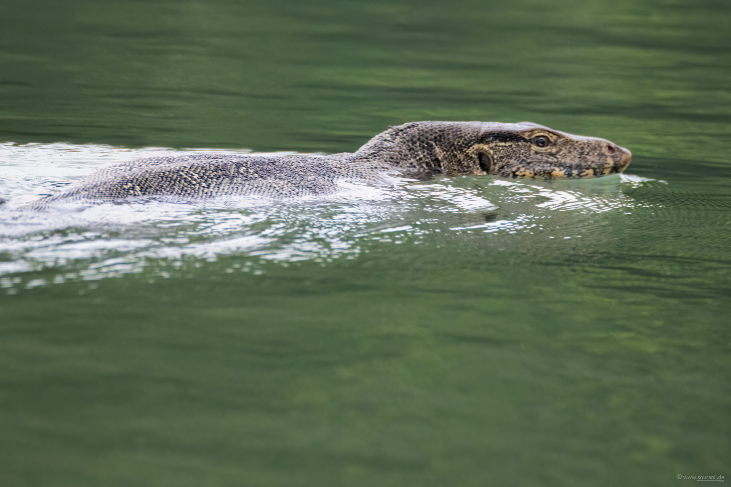 water-monitor