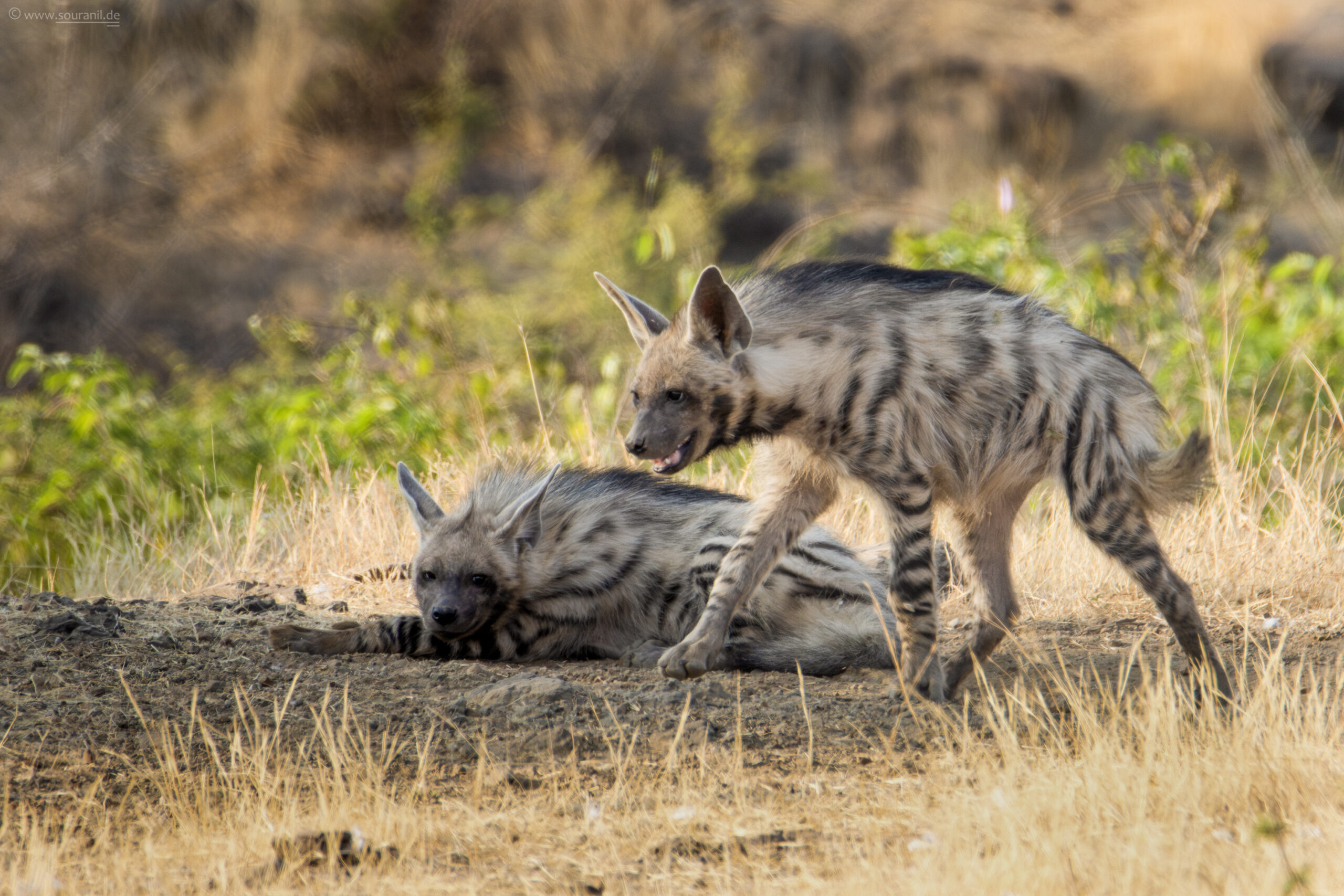 hyena-pair