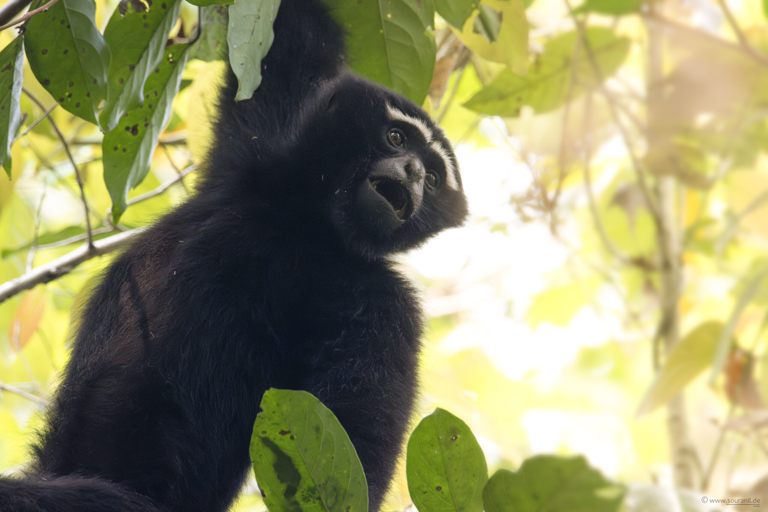 hoolock-gibbon