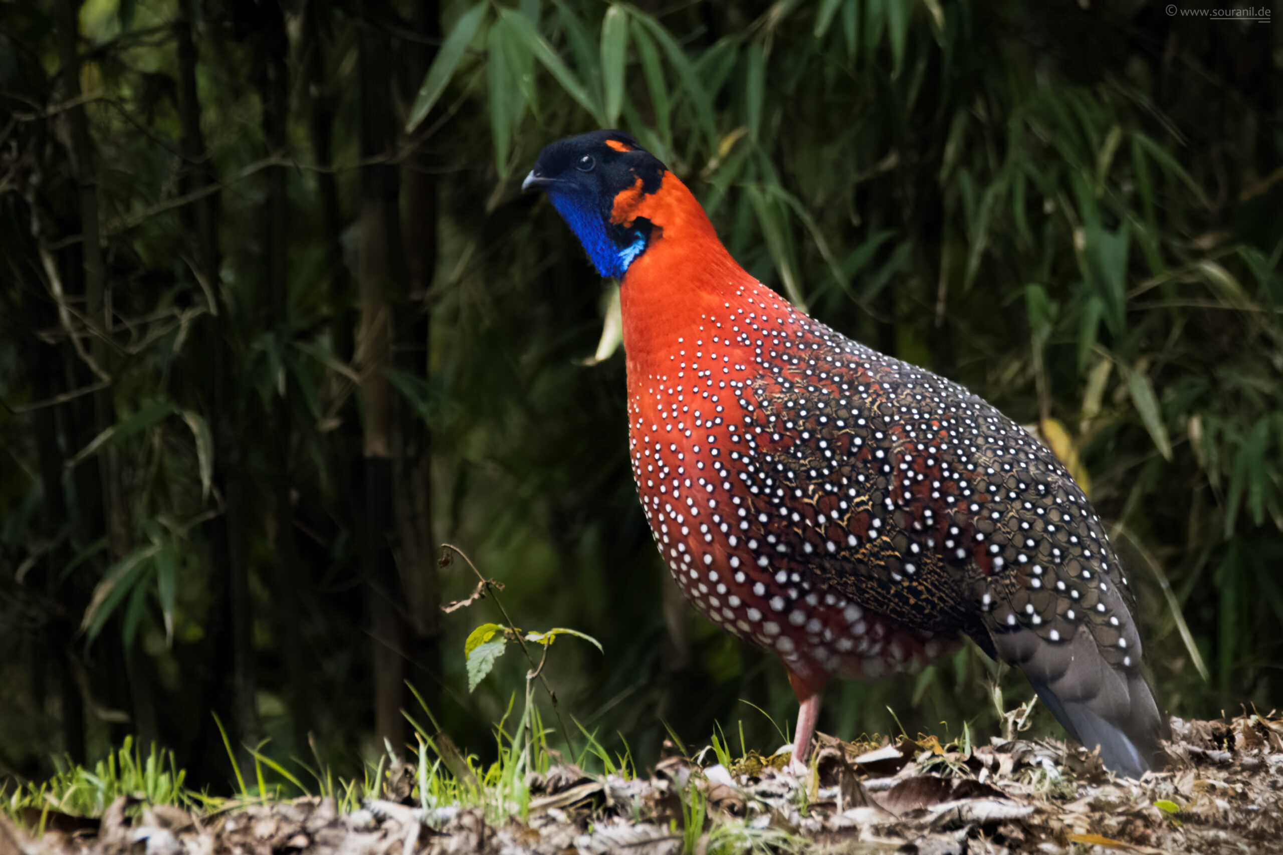 satyr-tragopan