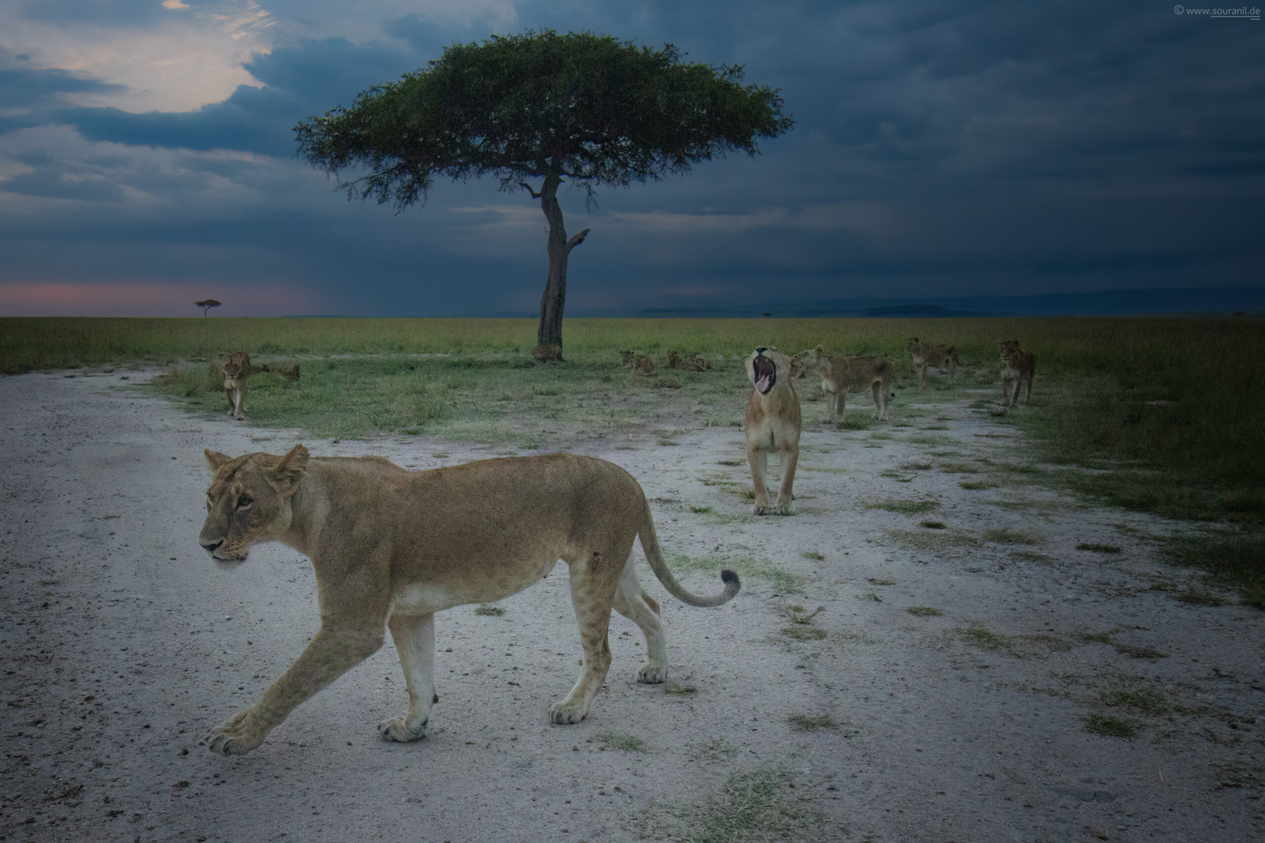 lions in sunset