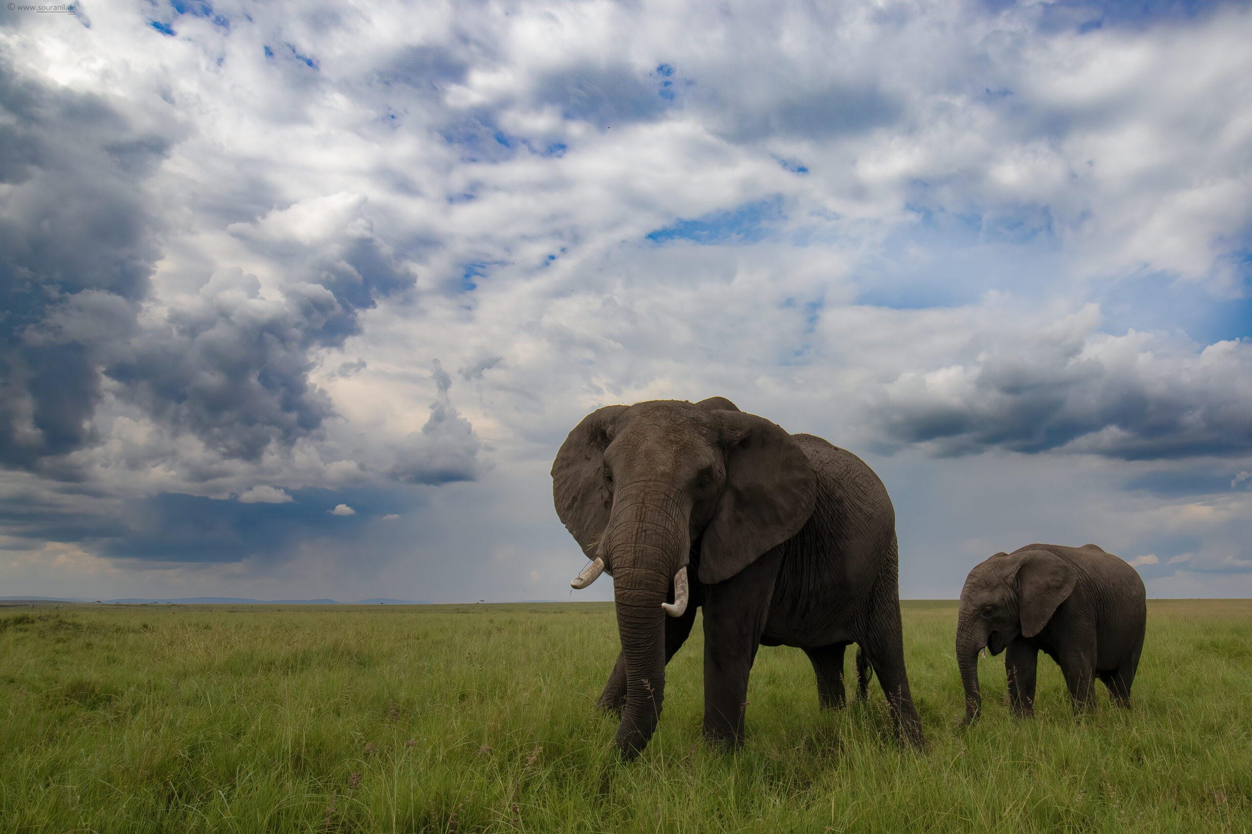 elephants savannah