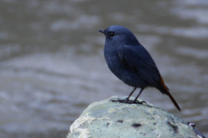 Redstart