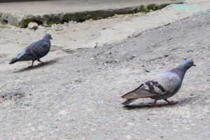 Hill Pigeons