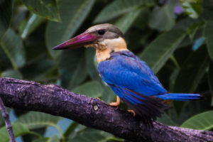 Kingfisher