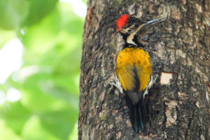 Woodpecker