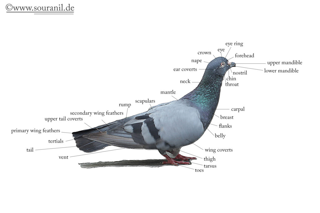 Pigeon Description