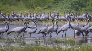  Demoiselle Cranes in Khichan (Photograph by Arghyadeep Roy)