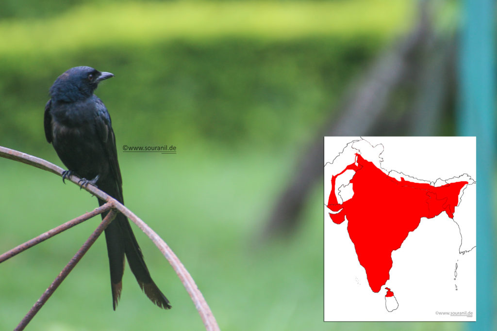 black-drongo-commoners