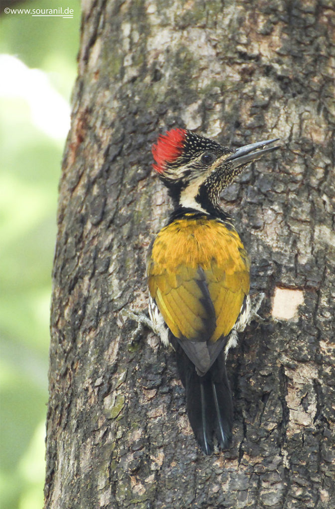 Black-rumped Flameback