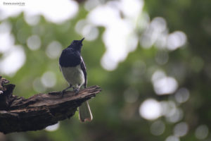 oriental-magpie-robin-commoners