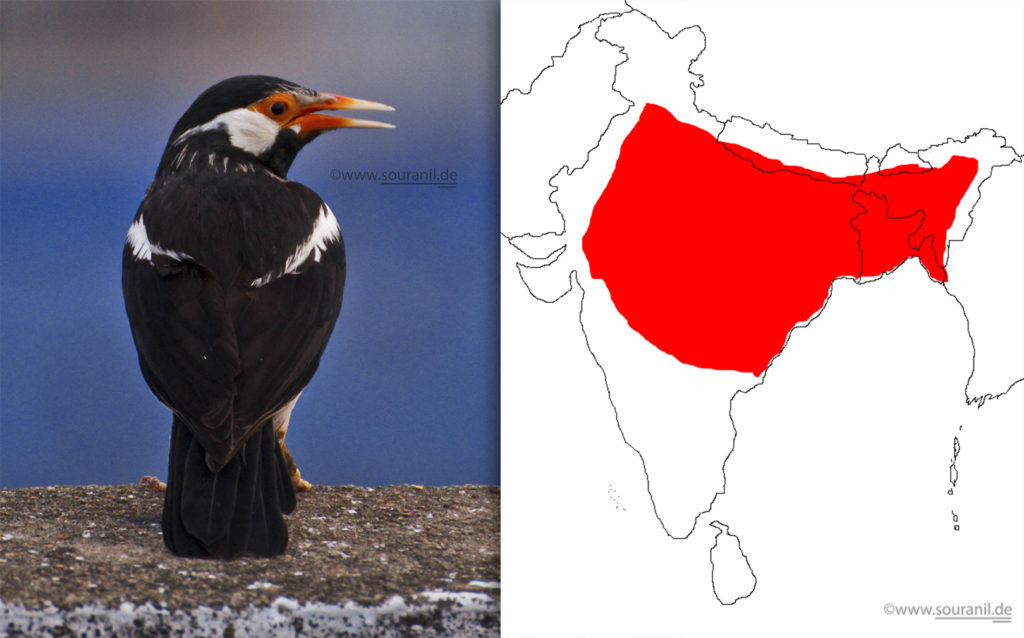 pied-mynah-commoners