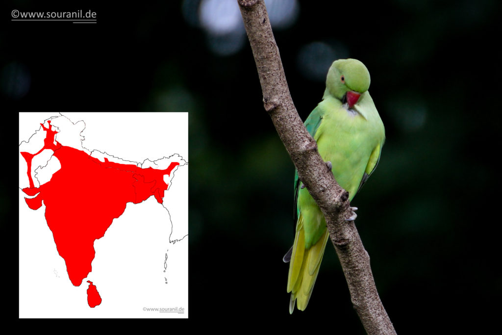 rose-ringed-parakeet-commoners