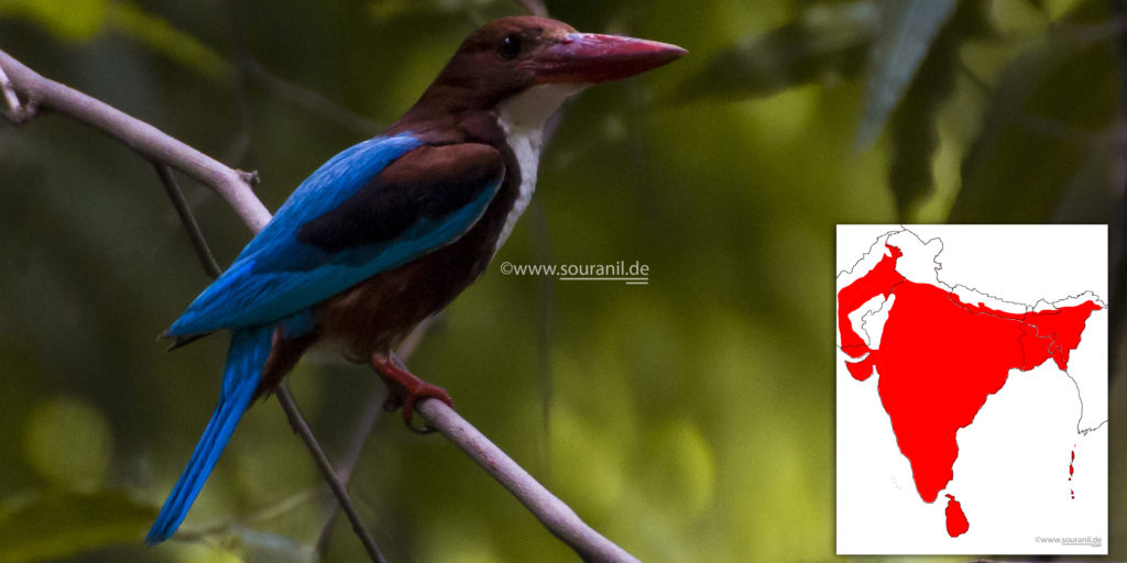 white-throated-kingfisher-commoners