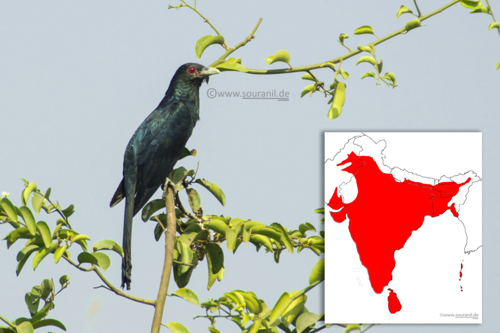 Asian Koel Commoners