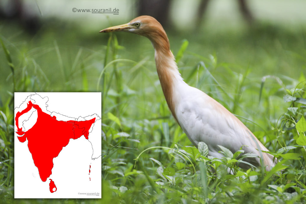 Cattle Egret