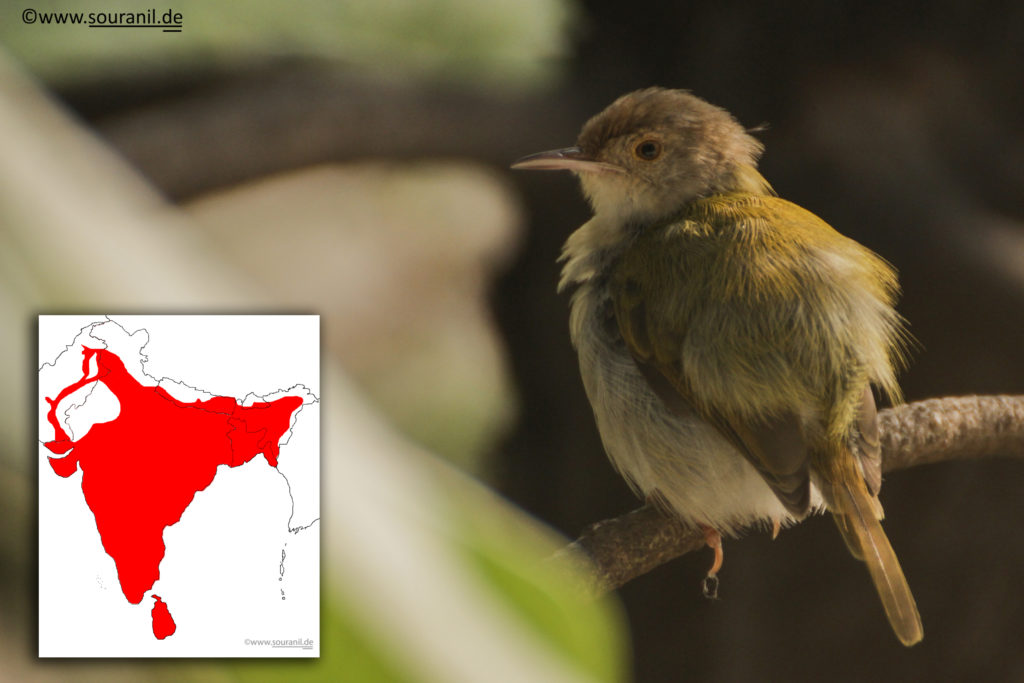 Common Tailorbird Final