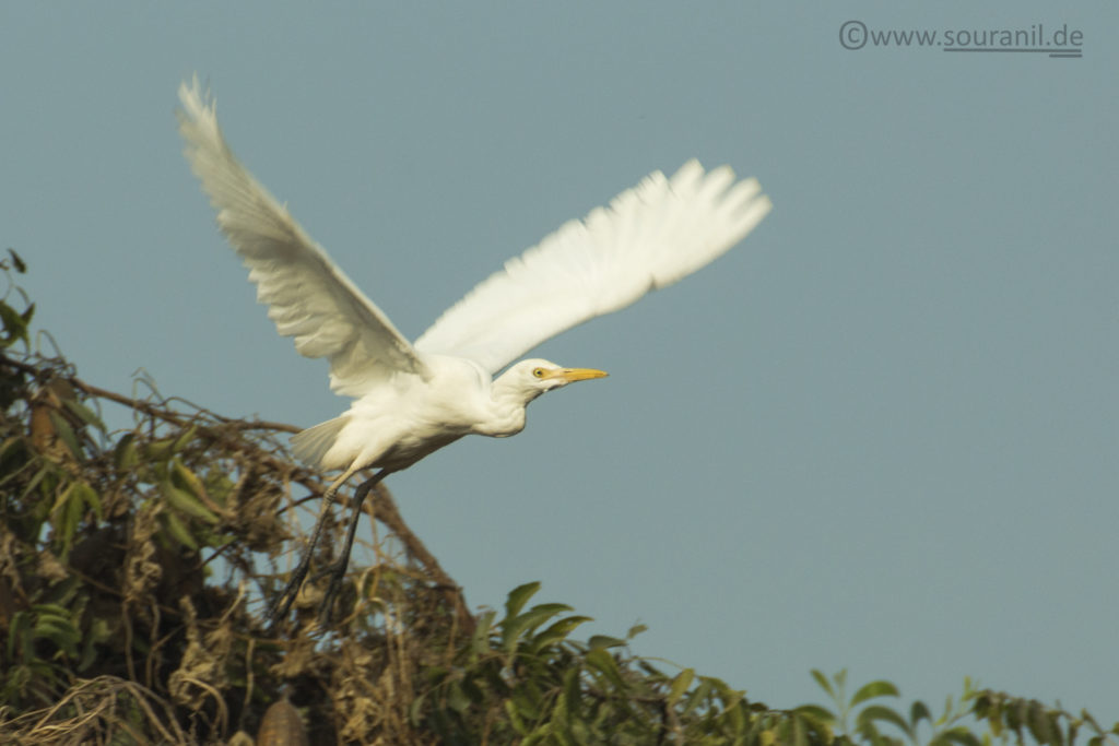 Cattle Egret Commoners