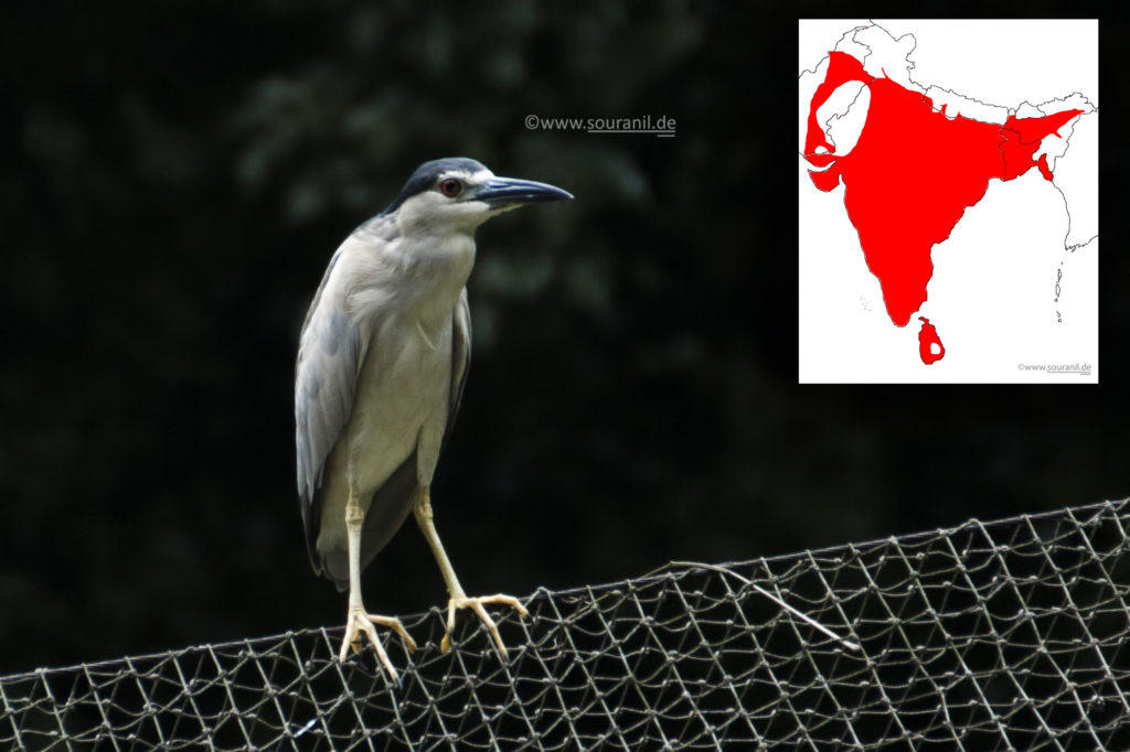 Night Heron