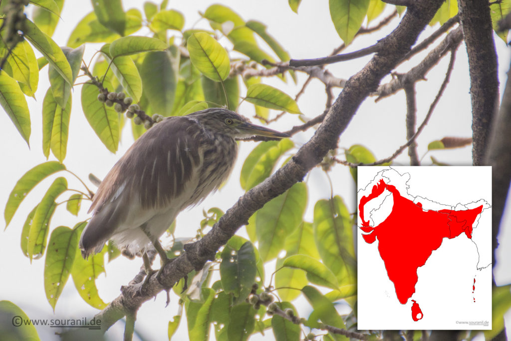 Pond Heron