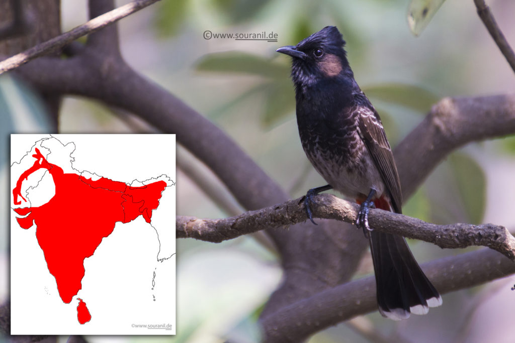 Red vented Bulbul