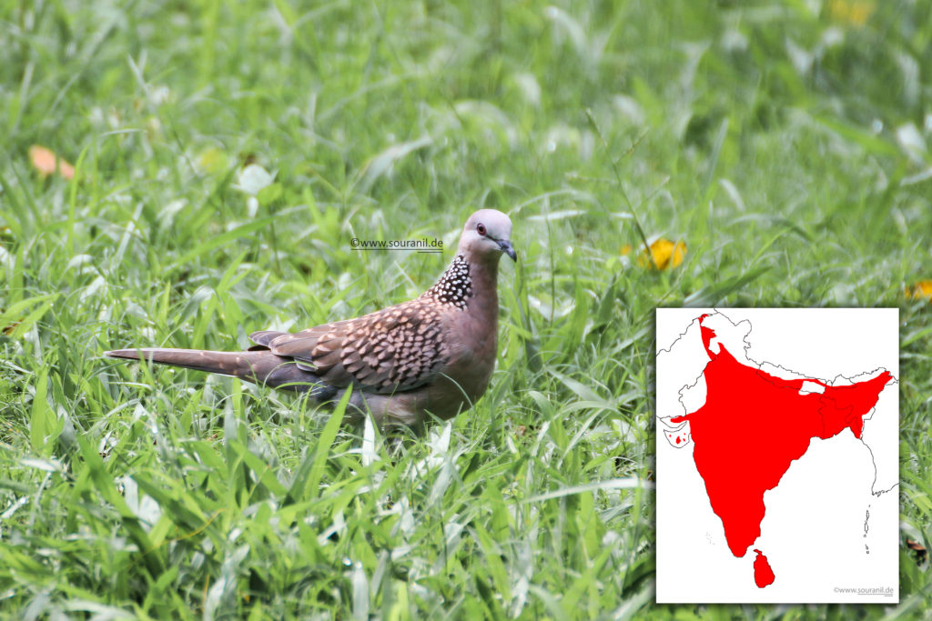 Spotted Dove