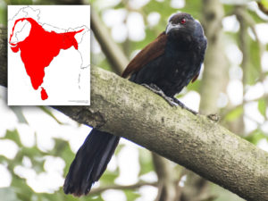Greater Coucal Commoners