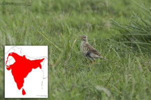Paddyfield Pipit Commoners