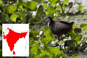 White breasted Waterhen with Distribution Map