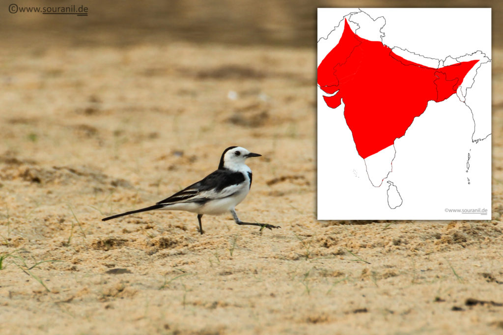 White Wagtail