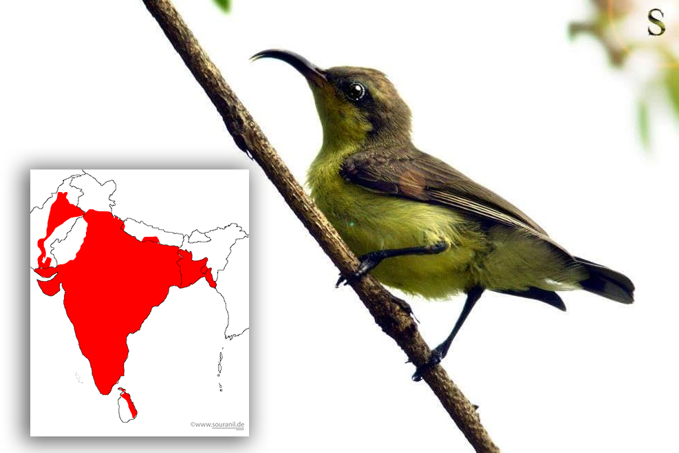 Purple Sunbird (Female) 