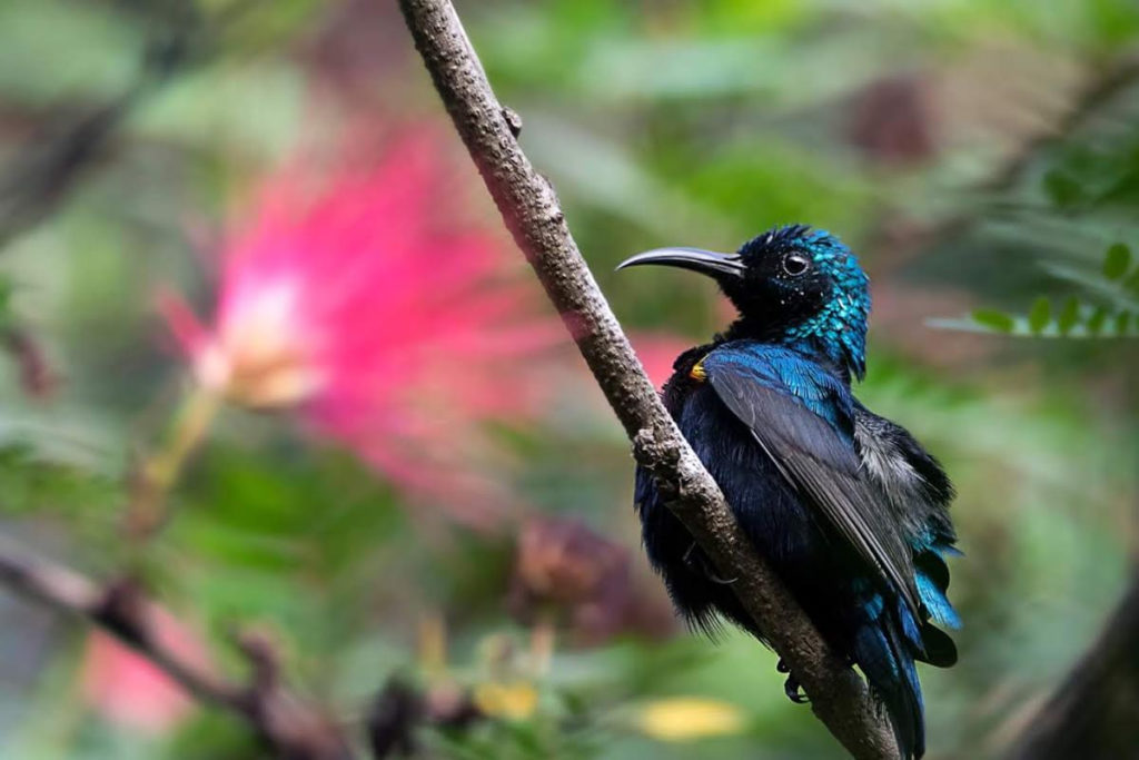 Purple Sunbird (Male)