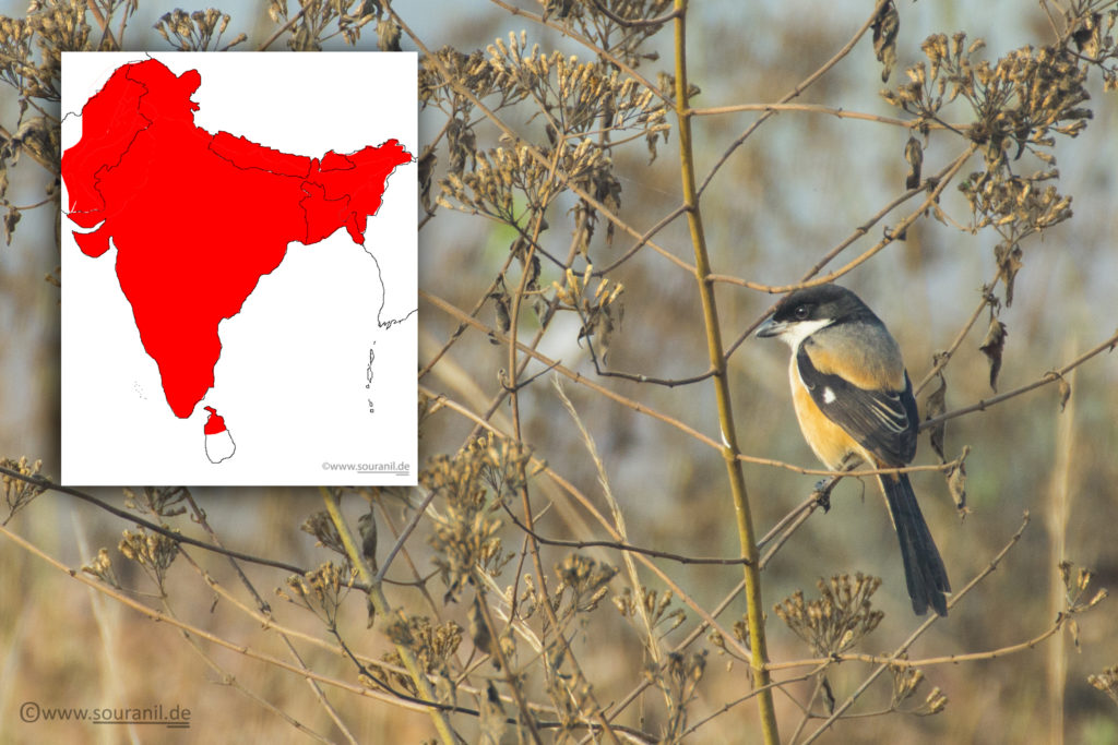 Long-tailed Shrike