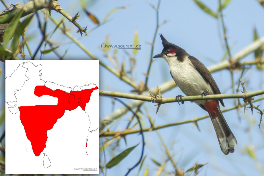 Red-whiskered bulbul