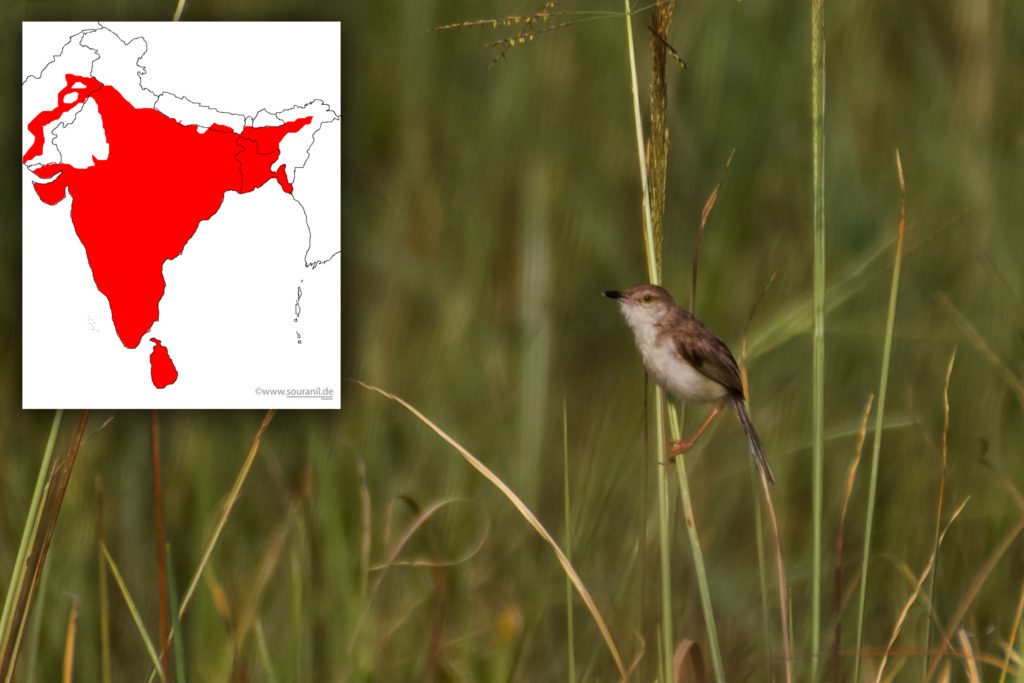 Plain Prinia