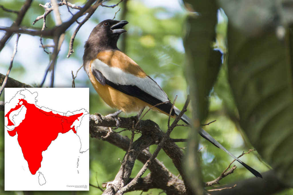 Rufous Treepie