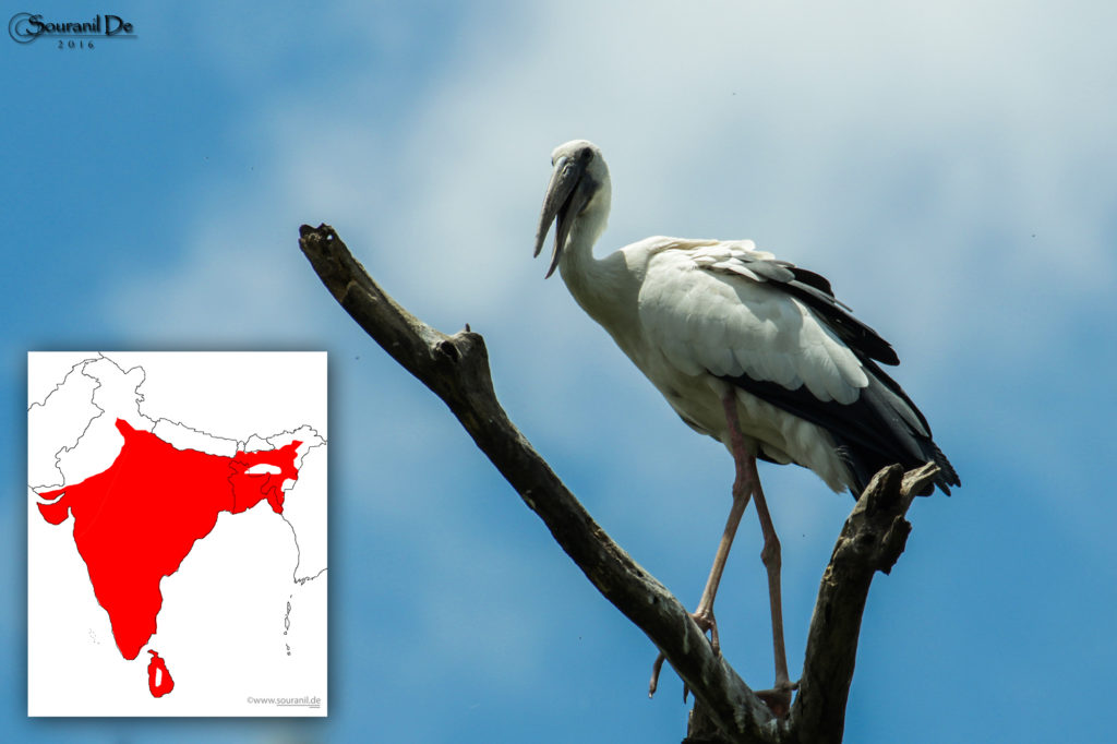 Asian openbill