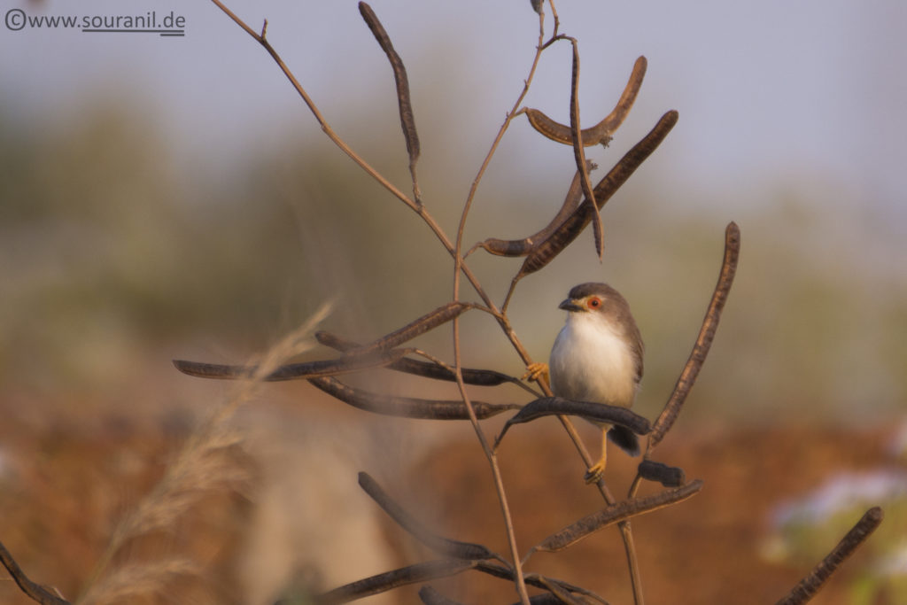 Yellow-eyed Babbler