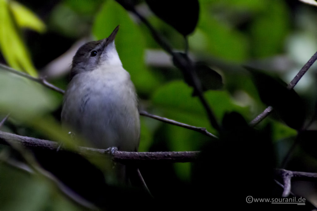 Greenish Warbler