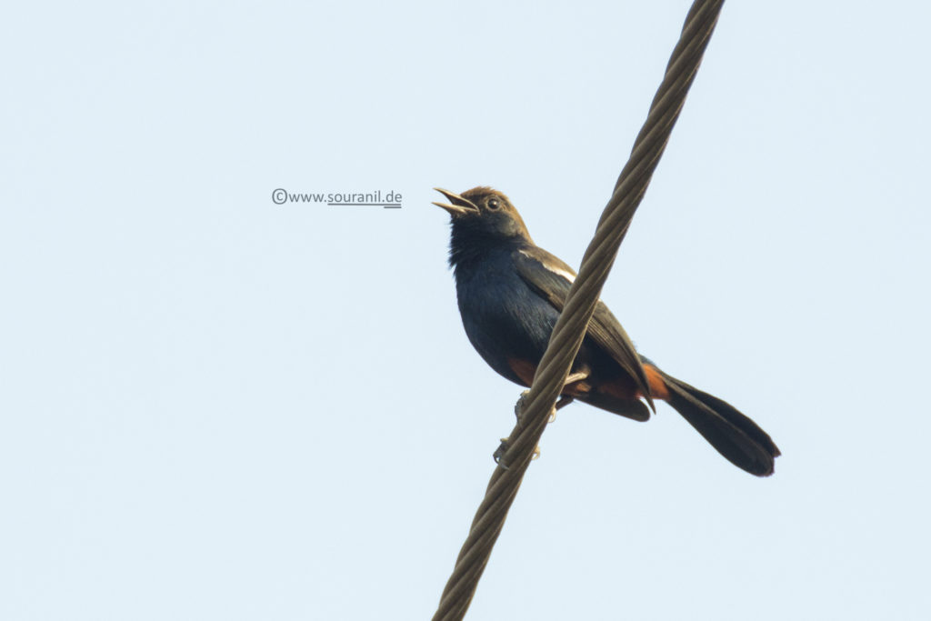 Indian Robin