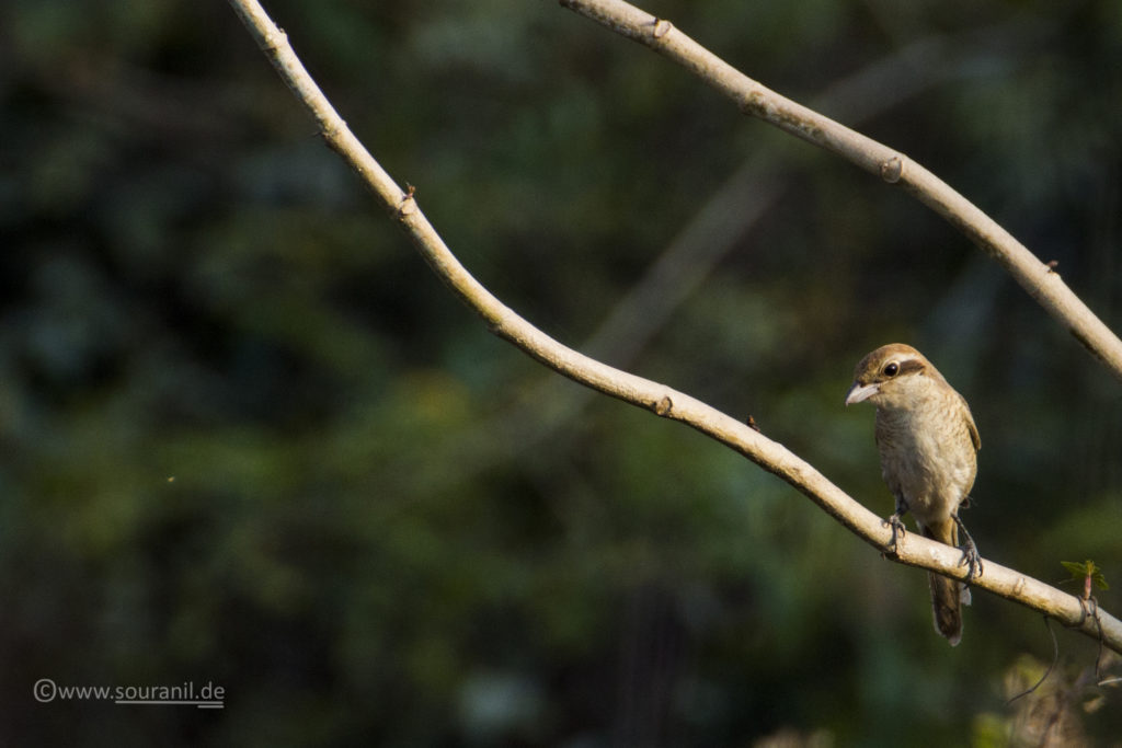 Brown Shrike