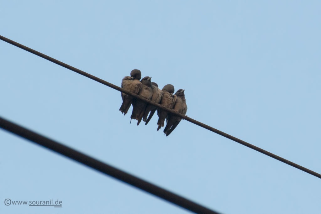 Ashy Woodswallows