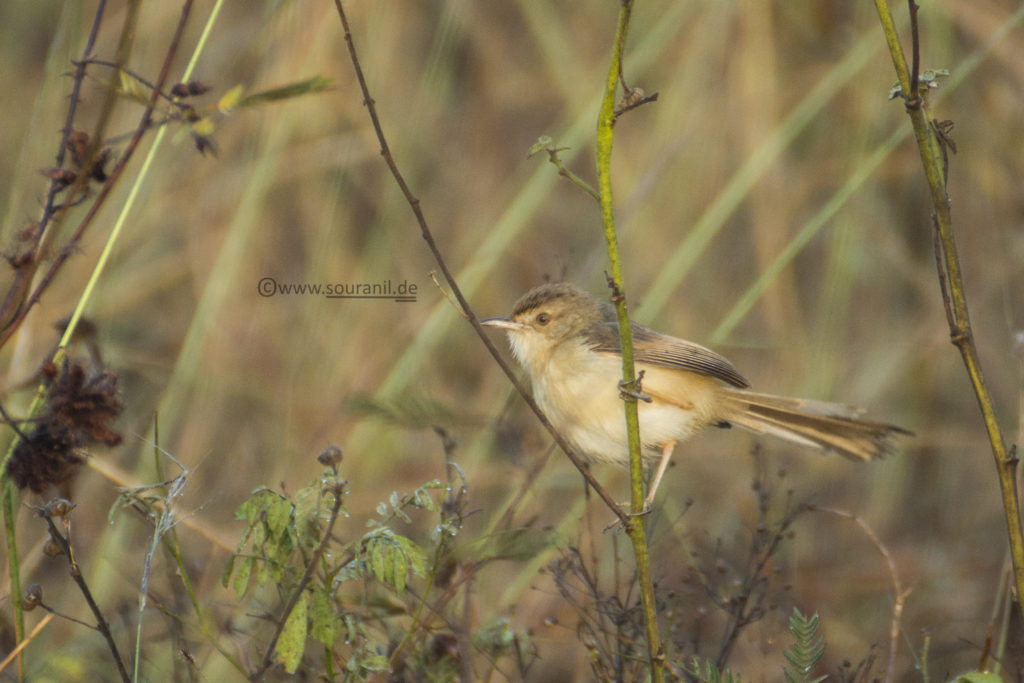 Booted Warbler