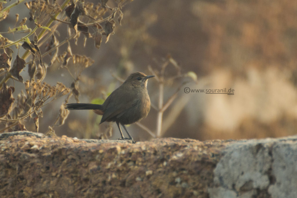 Indian Robin (Female)