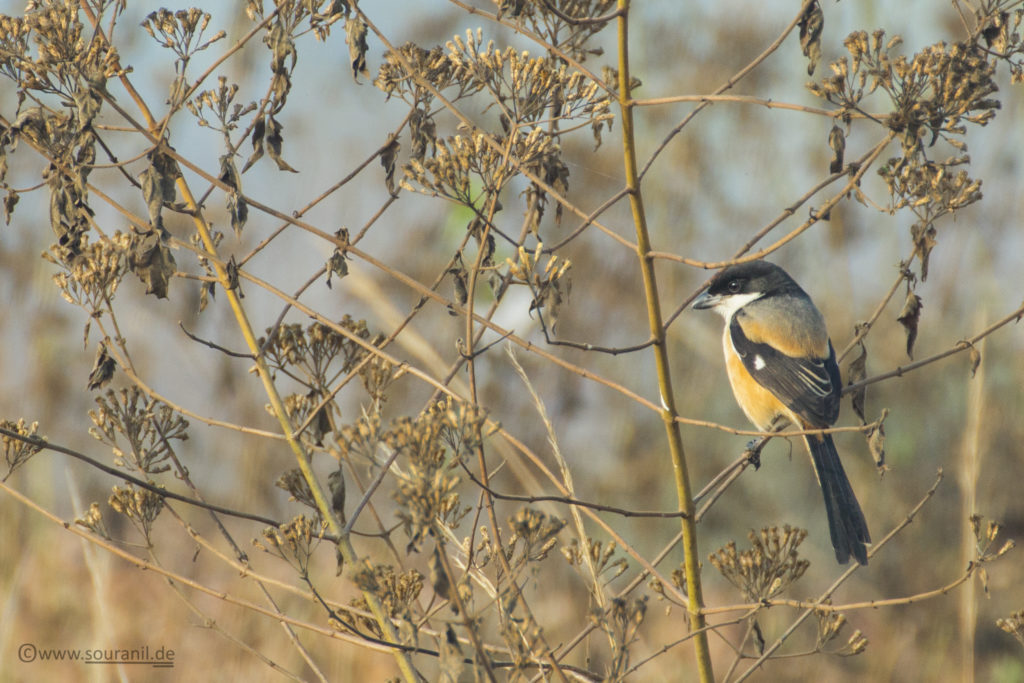 Long-tailed Shrike