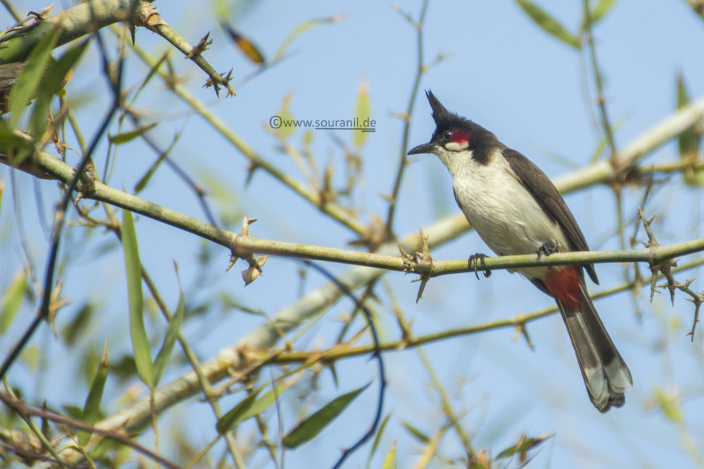 Red-whiskered Bulbul