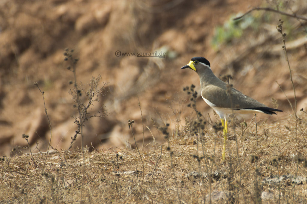 Yellow-Wattled Lapwing