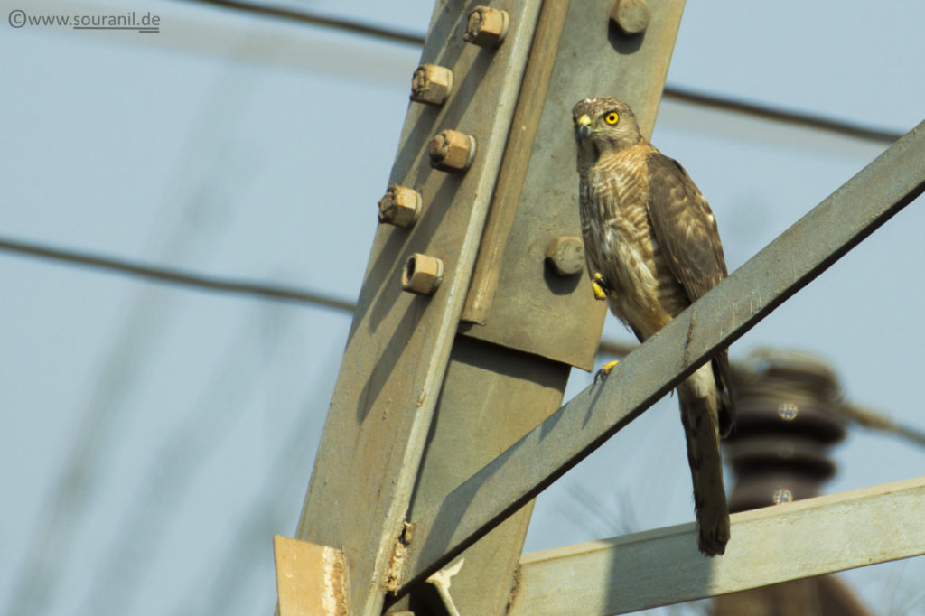 Shikra (Female)