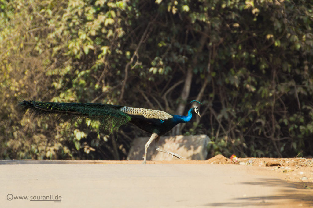 Indian Peafowl (Male)