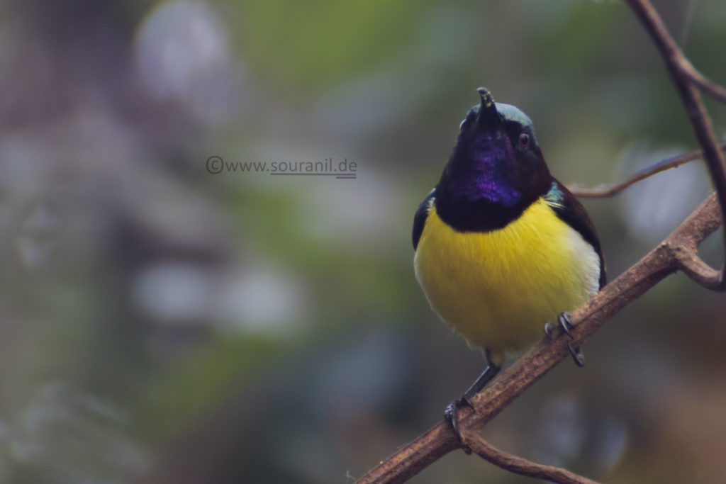 Purple-rumped Sunbird